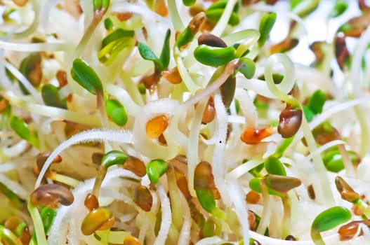Sprouts of Alfalfa