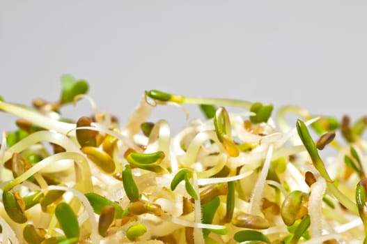 Sprouts of Alfalfa