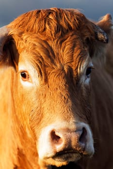 head shot of brown cow in morning light