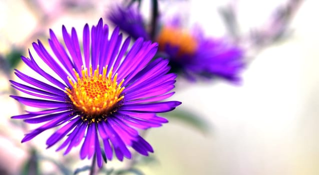 Violet Autumn