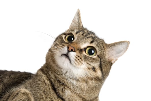 Close up portrait of Cat on white