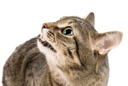 Bare one&#039 s teeth Cat on white