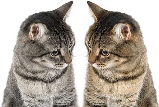 Two cats isolated on white
