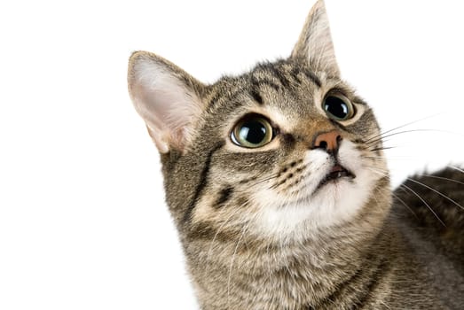 Close up portrait of Cat on white
