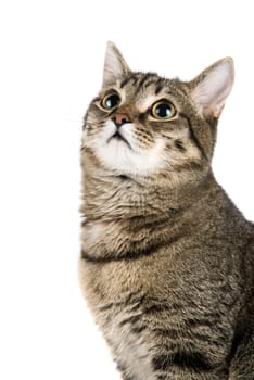 Top Looking cat. Close-up portrait.