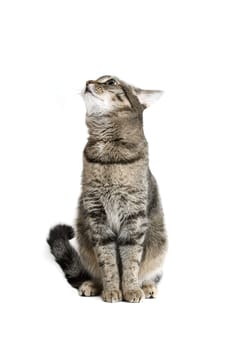 Sitting Cat on white background