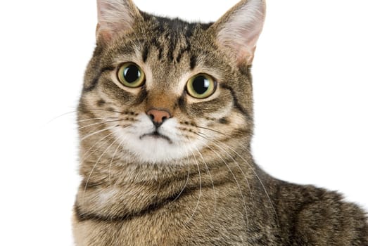 Close up of cat looking to camera on white