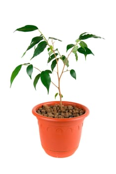 Tree at flowerpot isolated on white