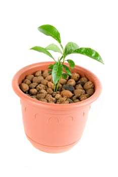 Plant at flowerpot isolated on white