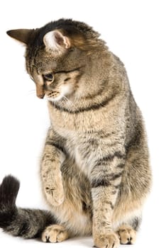 Playing cat isolated on white