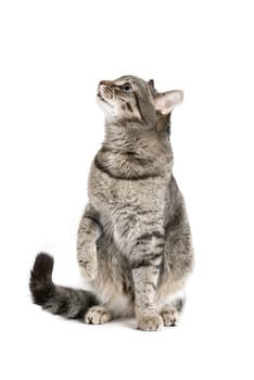 Sitting Cat isolated on white