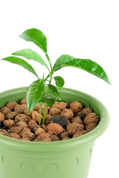 Plant at green flowerpot isolated on white