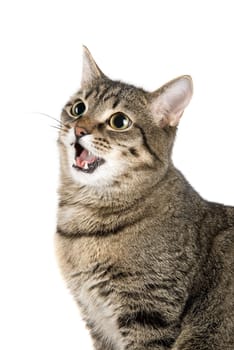 Mewing cat isolated on white
