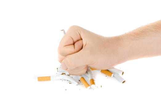 male fist with many cigarettes isolated on white