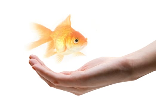 gold fish at human hand isolated on white