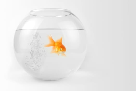 Goldfish in the bowl with bubbles water