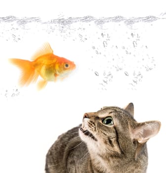 angry cat and gold fish on white