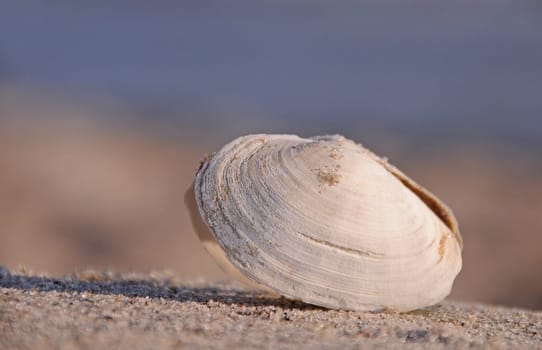 Seashell on the beach
