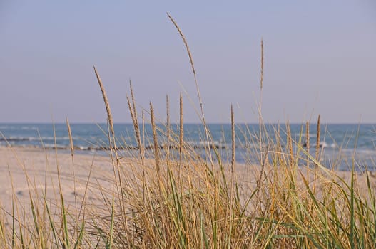 Baltic Sea with dune grass
