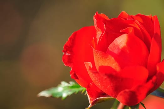 Autumn roses