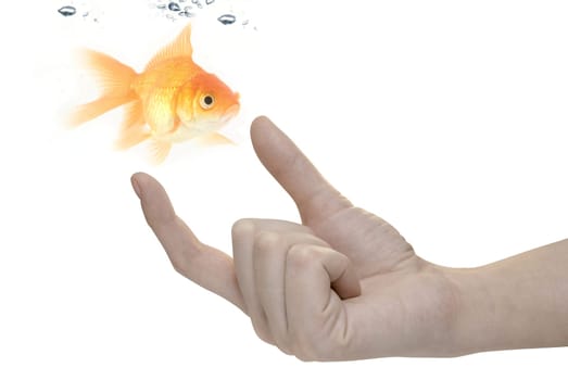 gold fish at human hand isolated on white