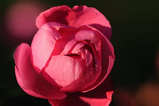 Autumn roses