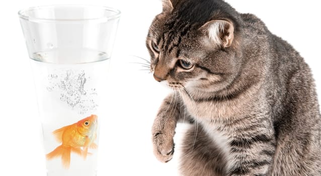 Playing cat and gold fish at glass isolated on white