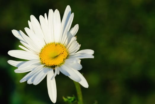 Autumn daisies