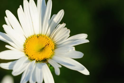 Autumn daisies