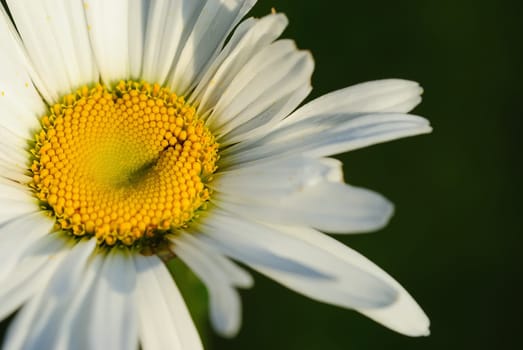 Autumn daisies