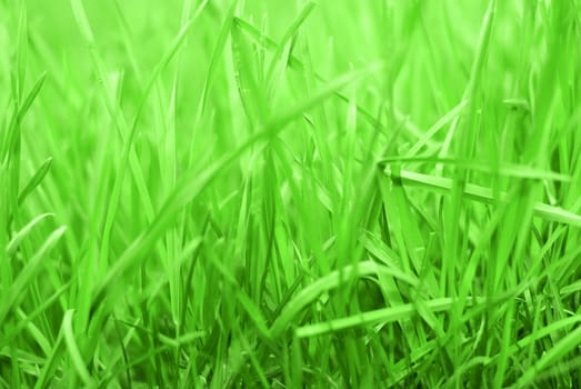 Close up of Rich green Grass background