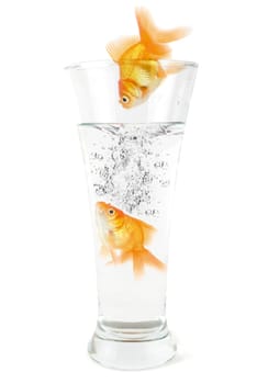 goldfish jumping to the glass with water on white background