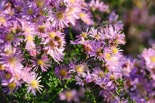 Autumn asters