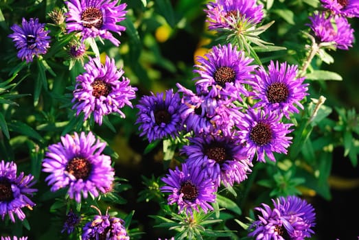 Autumn asters