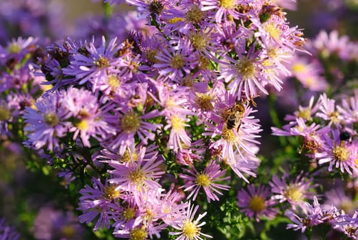 Autumn asters