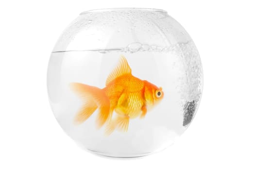 gold fish at aquarium isolated on white