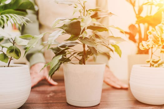 Home gardening, hobby, freelancing, cozy workplace. Grandmother gardener housewife in an apron holds a pot of Chamaedorea elegans in her hands.