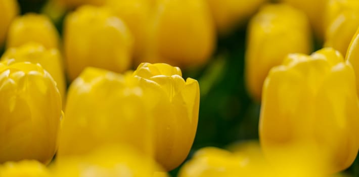 Yellow tulips spring blossoming , bokeh flower background, pastel and soft floral card, selective focus.