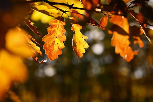 Beautiful colourful autumn leaves. Seasonal natural background. Fall time. 
