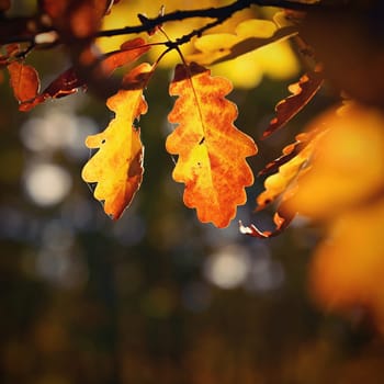 Beautiful colourful autumn leaves. Seasonal natural background. Fall time. 
