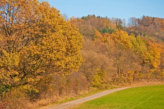 Autumn forest