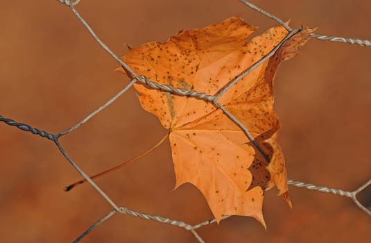 Maple leaf in autumn