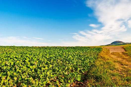 Field with green manure