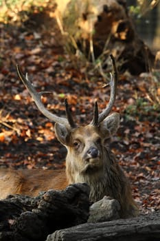 Barasingha (Grouper)