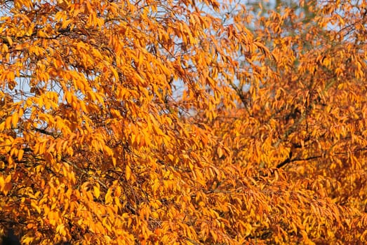 autumnal