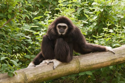 Sitting gibbon monkey on a bamboo trunk