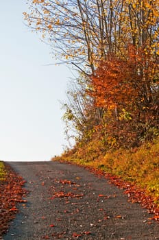 Autumn forest