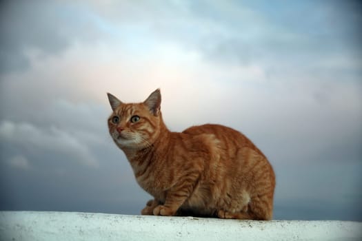 (cat animal) without big