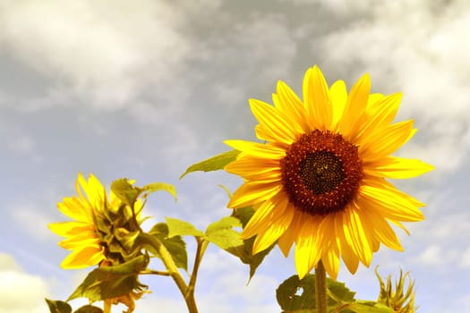 Sunflower