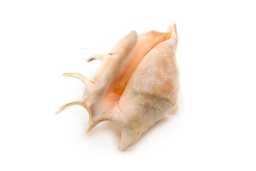 Sea shell isolated on a white background